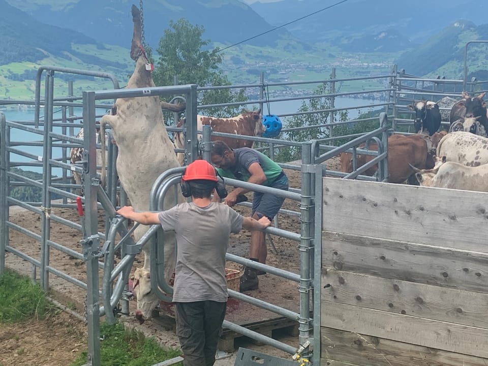 Zwei Bauern arbeiten am Kuhstall auf einem Hügel mit Seeblick.