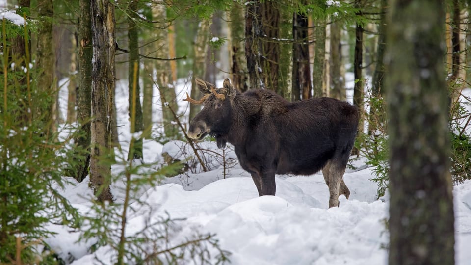 Elch im verschneiten Wald zwischen Bäumen.