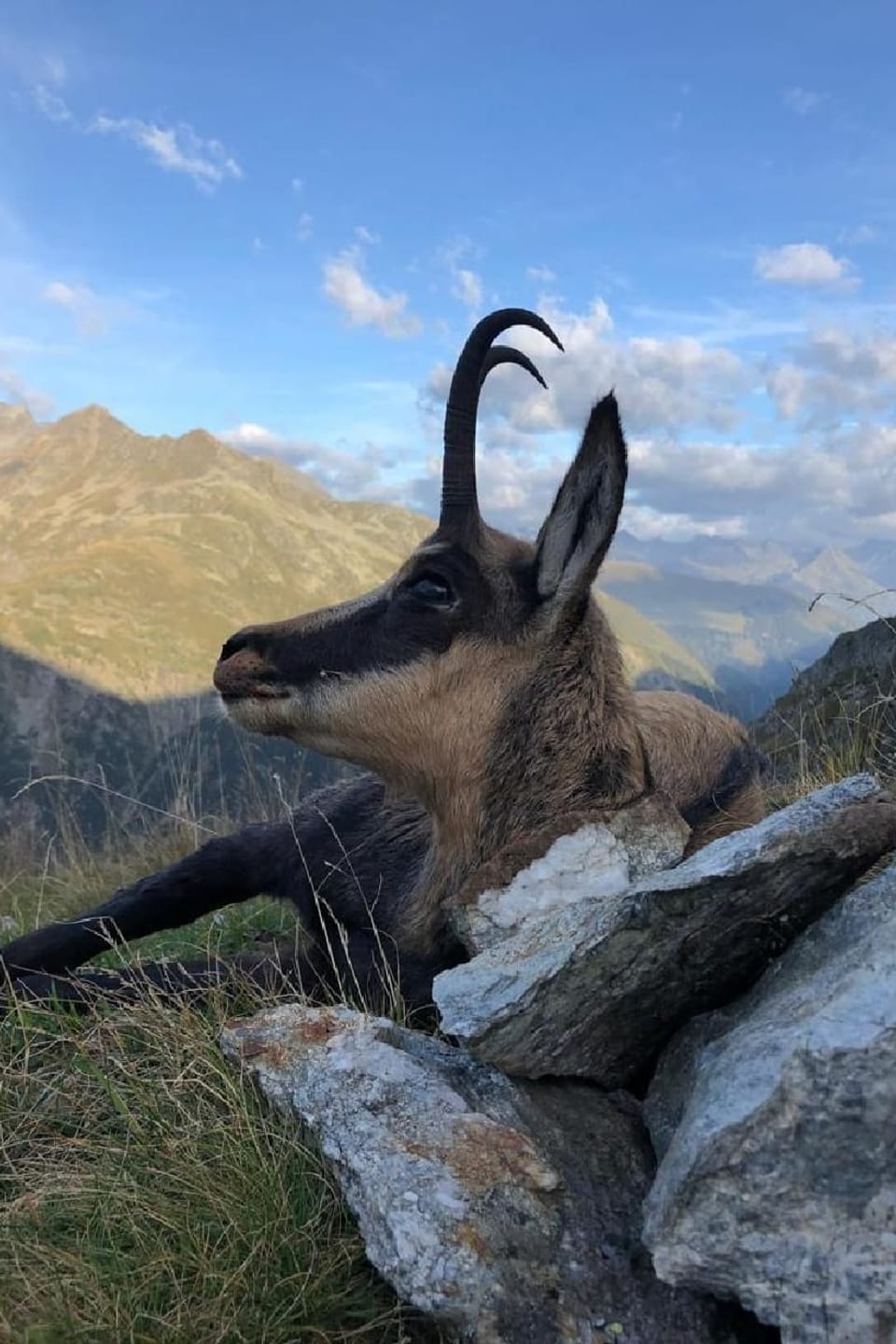 Ina chaura-chamutsch sajettada durant la chatscha grischuna 2019.