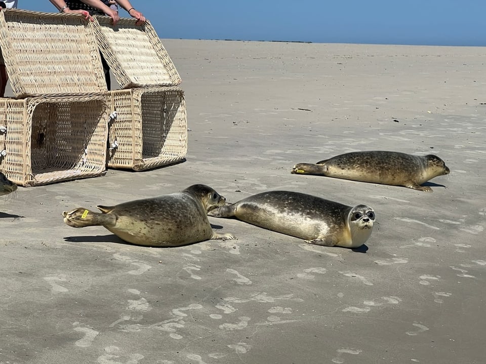 Seehunde auf einem Strand neben offenen Körben.