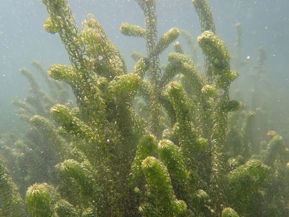Eine grüne Wasserpflanze in trübem Wasser. 