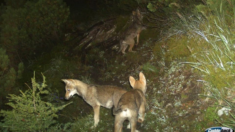 Das undatierte Bild aus einer Fotofalle zeigt Jungwölfe des Calandarudels.