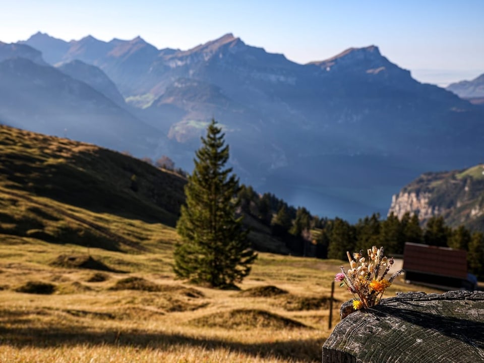 Blumenstrauss auf Baumstumpf mit Alpen im Hintergrund.