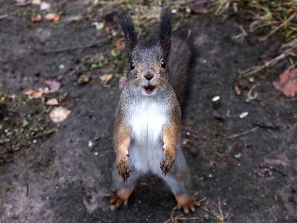 Eichhörnchen steht aufrecht auf Waldboden.