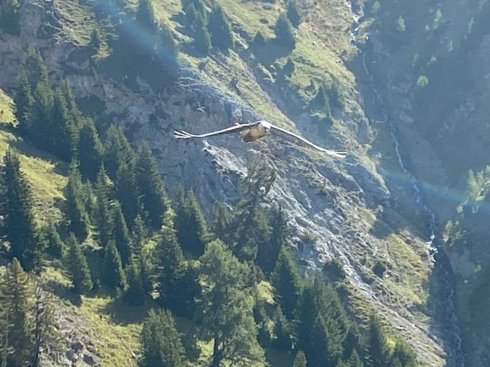 Il Girun Barbet in Val d‘Assa a Ramosch.