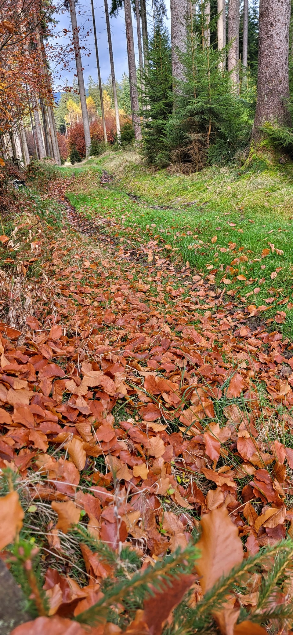 Herbstwald mit Laub und Kiefern.