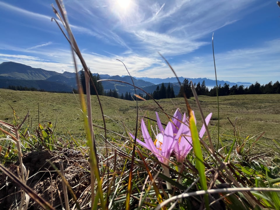 Wanderwetter in den Freiburger Voralpen… sogar die Herbstzeitlosen blühen immer noch.