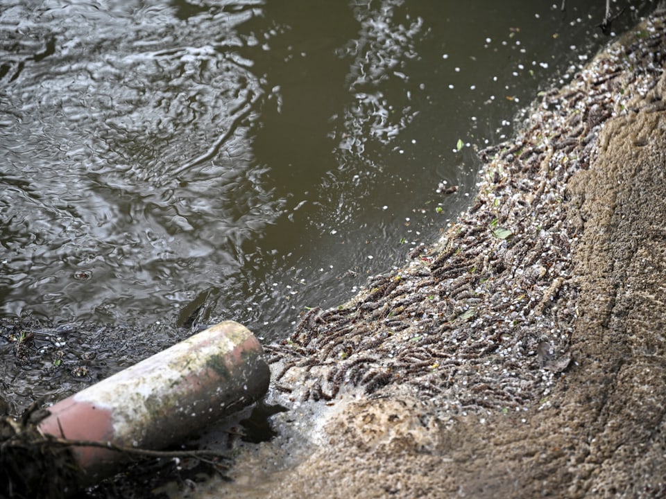 Rostrohr, das ins verschmutzte Wasser führt.