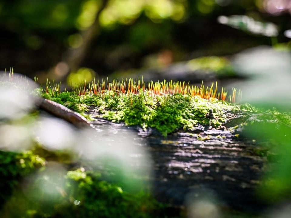 Detailaufnahme des Waldbodens und eines Baumstammes beim Waldbaden