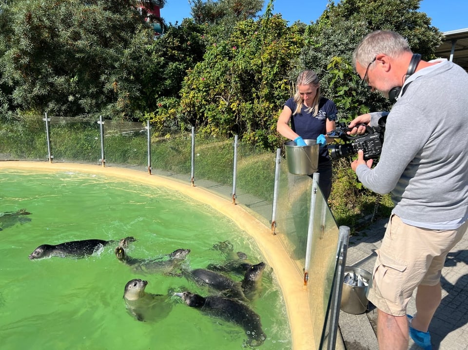 Menschen füttern Seehunde in einem Gehege, ein Mann filmt das Geschehen.