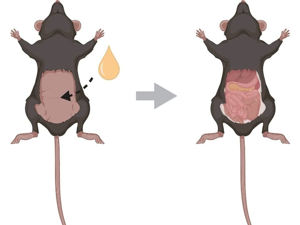 Eine Grafik mit zwei Mäusen, von denen eine teilweise durchsichtig ist.