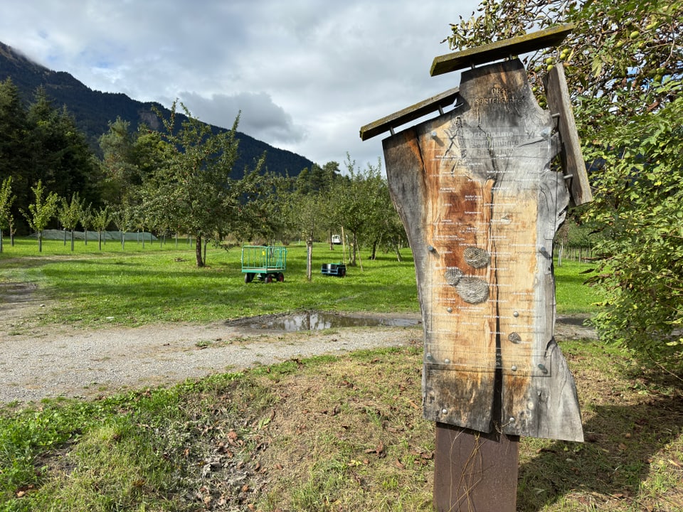 Obstgarten mit gehacktem Baumstamm im Vordergrund.