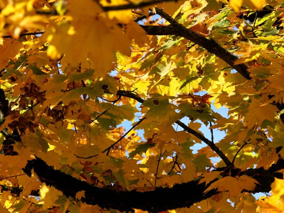 Goldene Herbstblätter an Ästen.