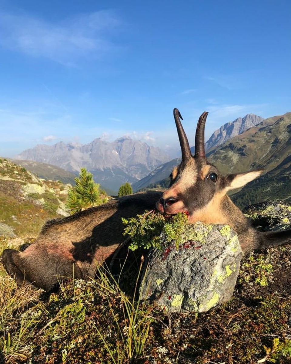 La preda da Fadri Gritti en val S-charl sin il Mot Fallain.