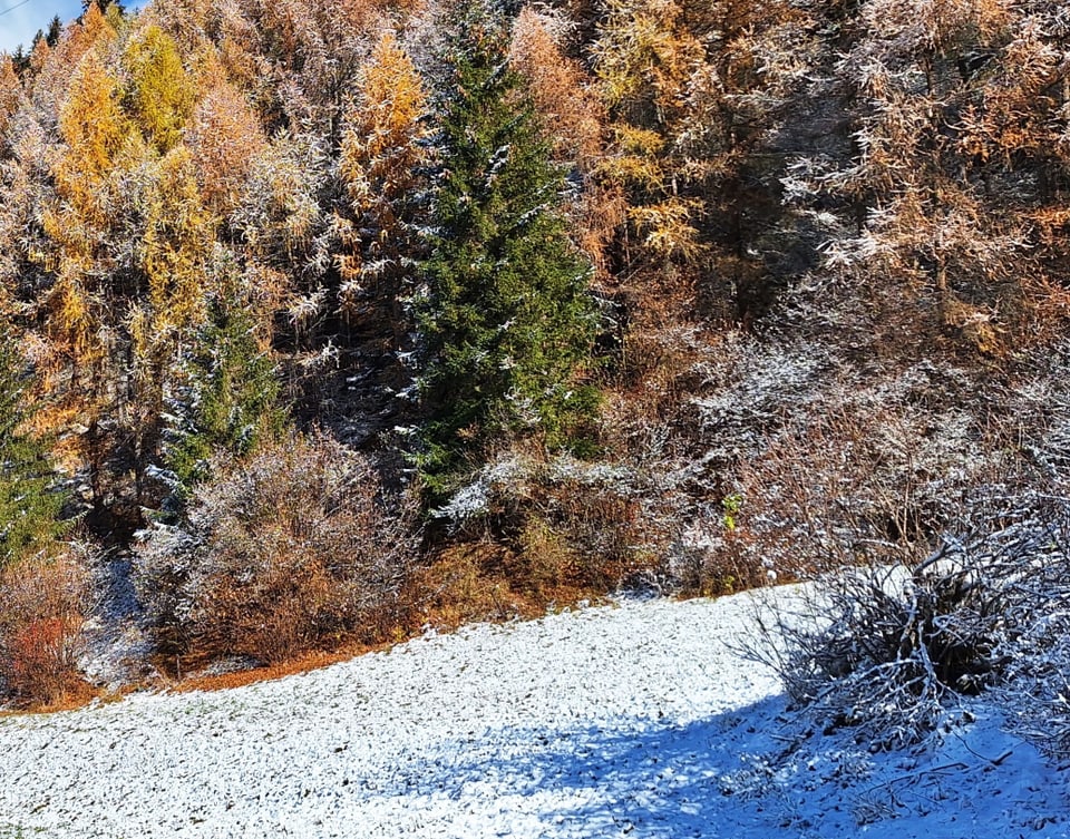 Verschneite Wiese vor herbstlichem Mischwald.