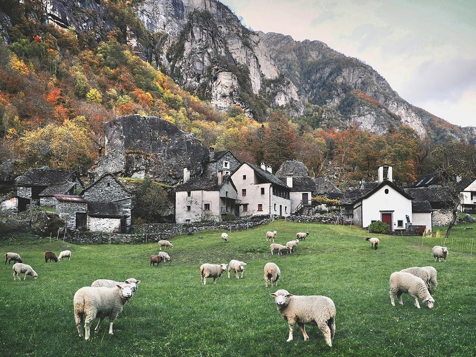 Schafe weiden auf einer Wiese vor einem Dorf in den Bergen.