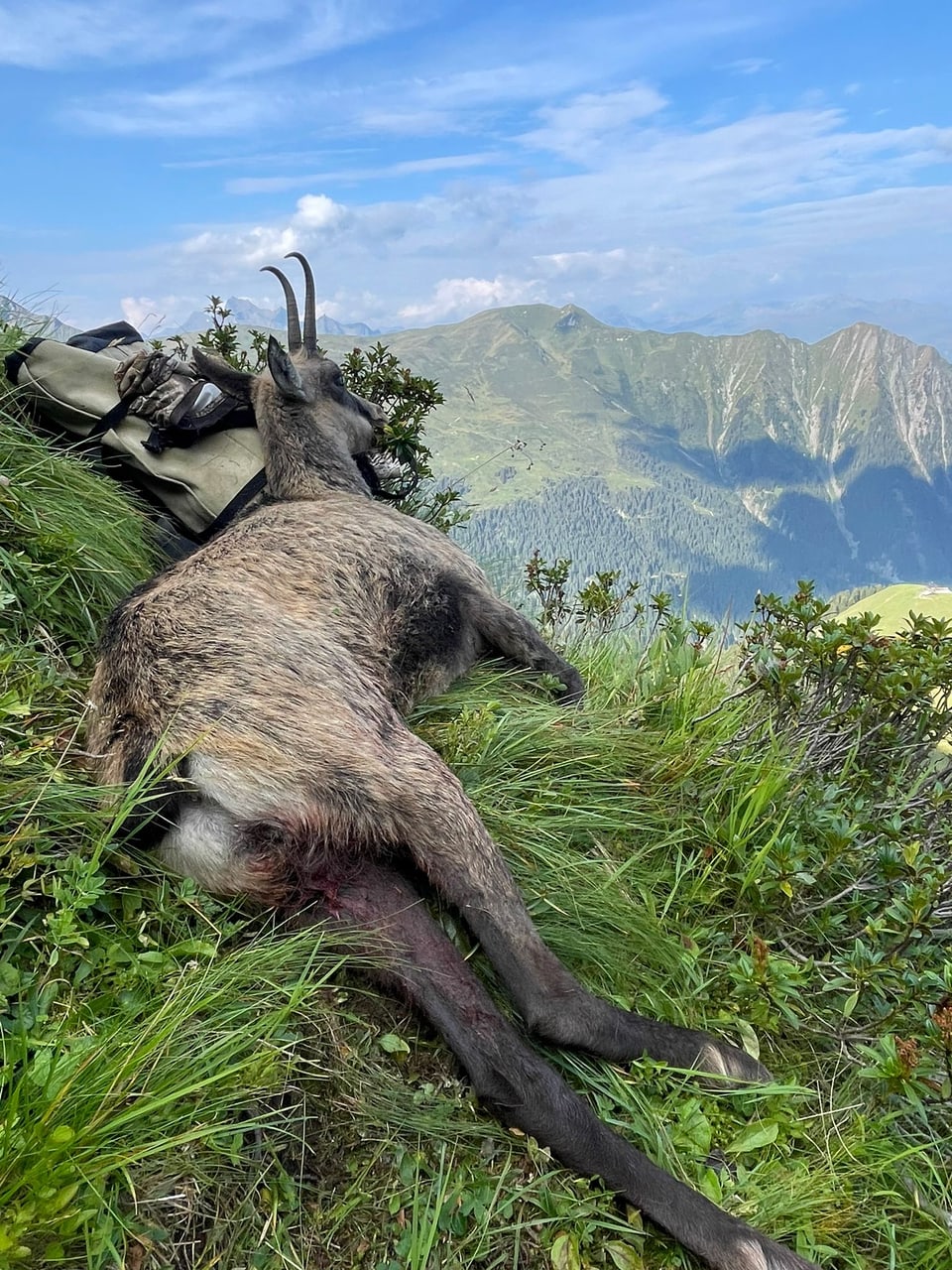 Gämsgeiss liegt auf einer Wiese vor einer Bergkulisse.