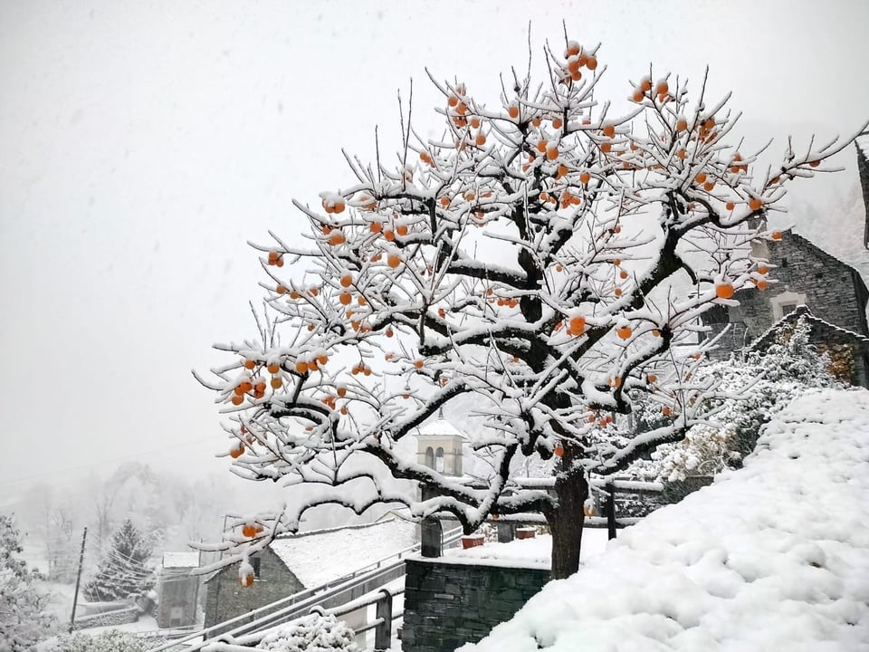 Schneebedeckter Baum mit orangen Früchten vor steinernem Gebäude.