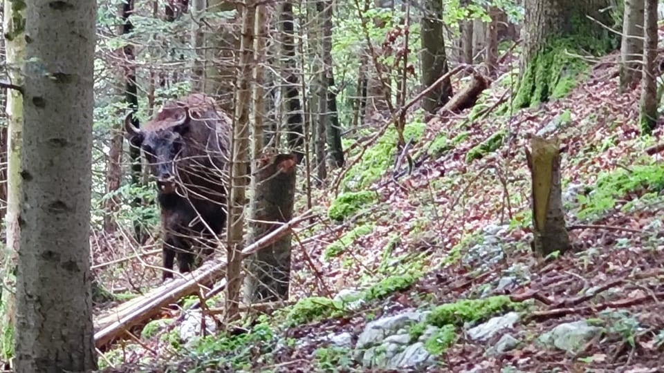 Ein Wisent steht zwischen Bäumen in einem Wald und blick direkt in die Kamera. 