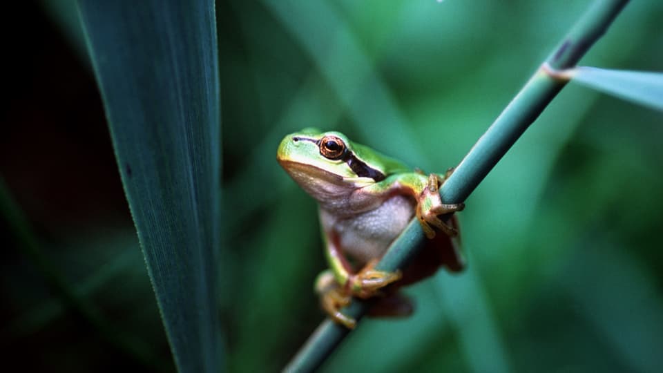 Laubfrosch hält sich an Schilfrohr fest.