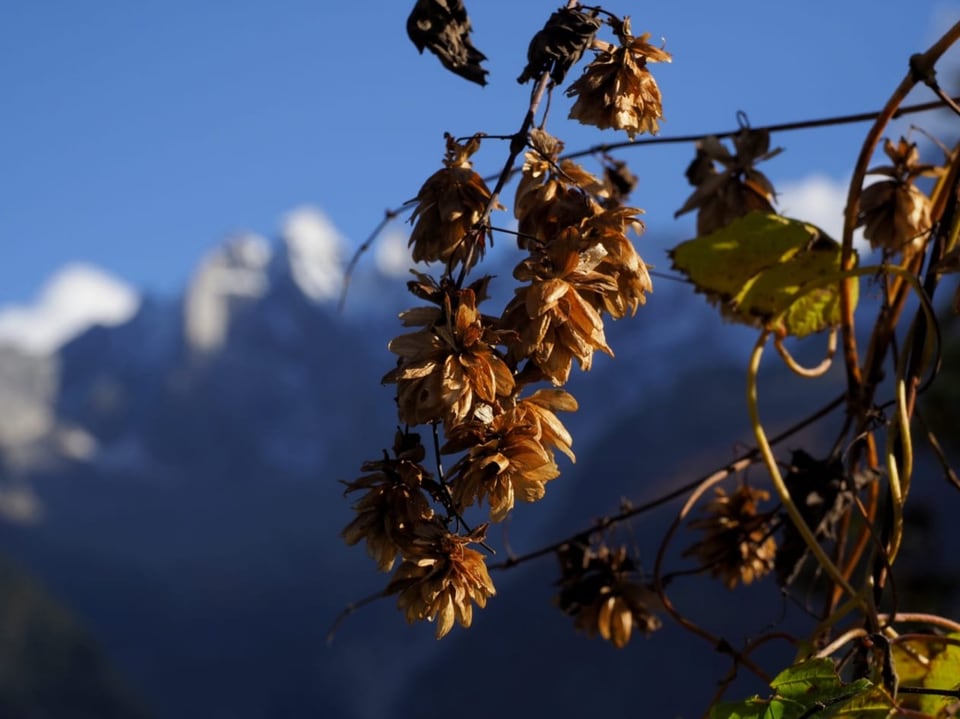 Braune Pflanzen vor Bergkulisse.