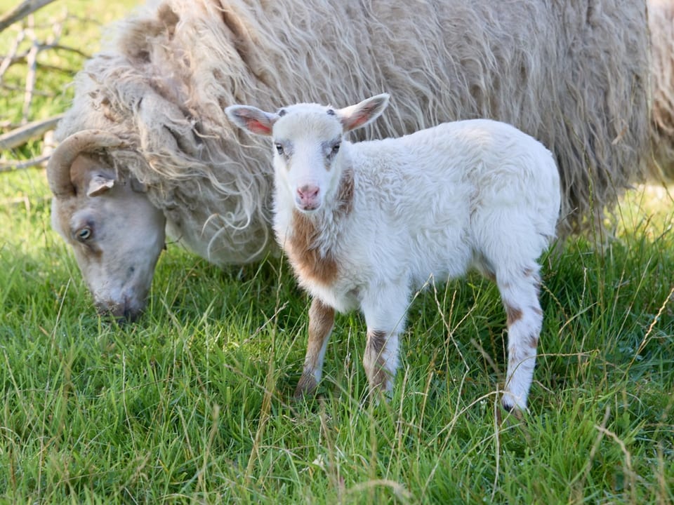 Lamm und Schaf auf einer Wiese.