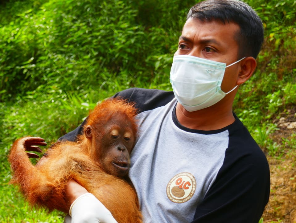 Orang-Utan-Baby in den Händen eines Helfers