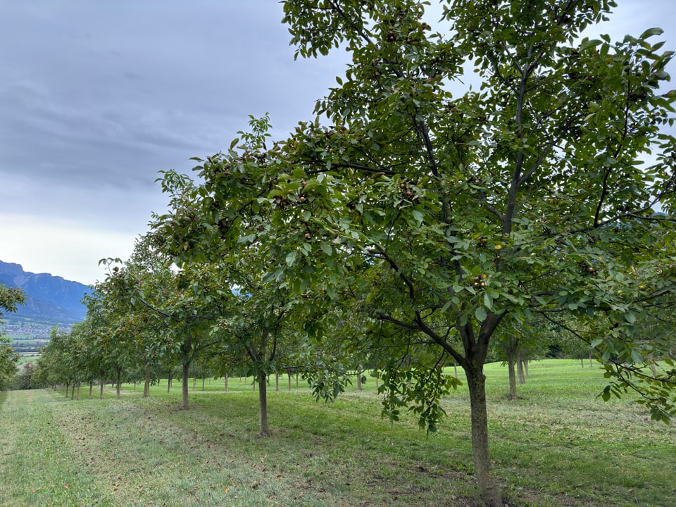 Obstbaumreihe auf grüner Wiese unter bewölktem Himmel.