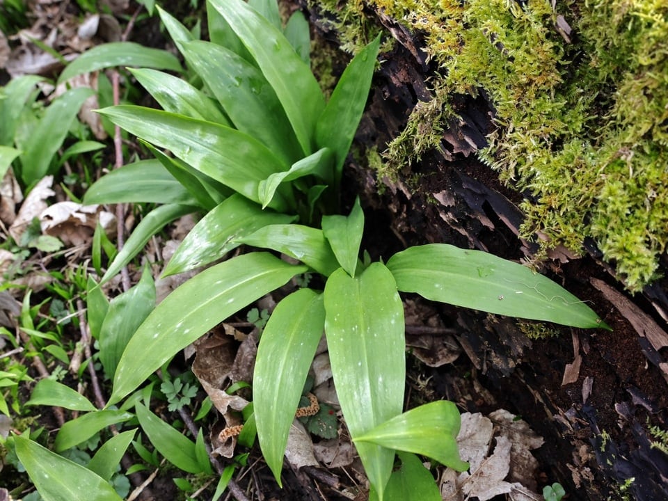 Bärlauch im Wald