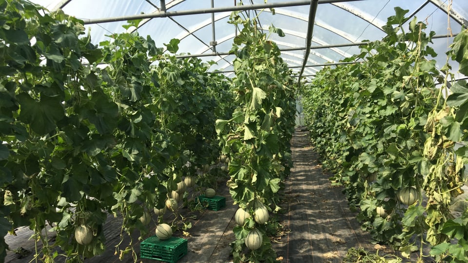 Las plantinas dovran en plantas en retschas in davos l’auter.       