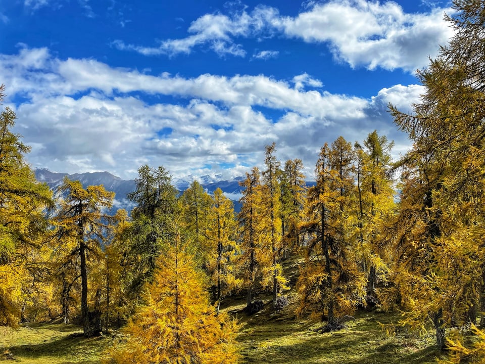 Herbstwald mit gelben Bäumen und blauem Himmel.