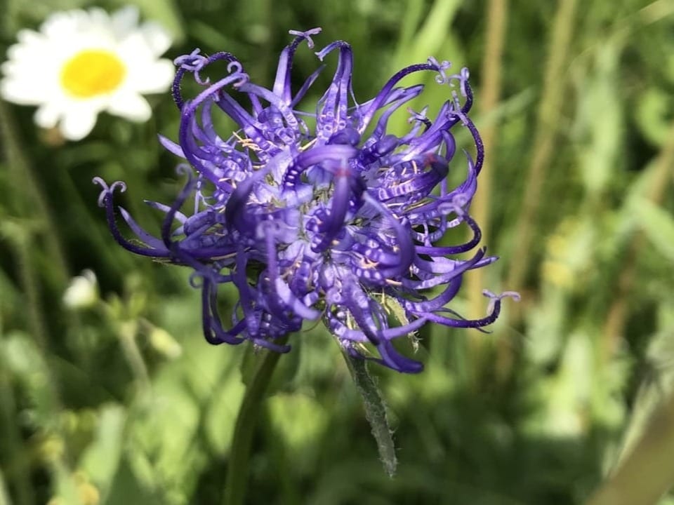 eine krallenförmige, violette Blume auf einer Wiese