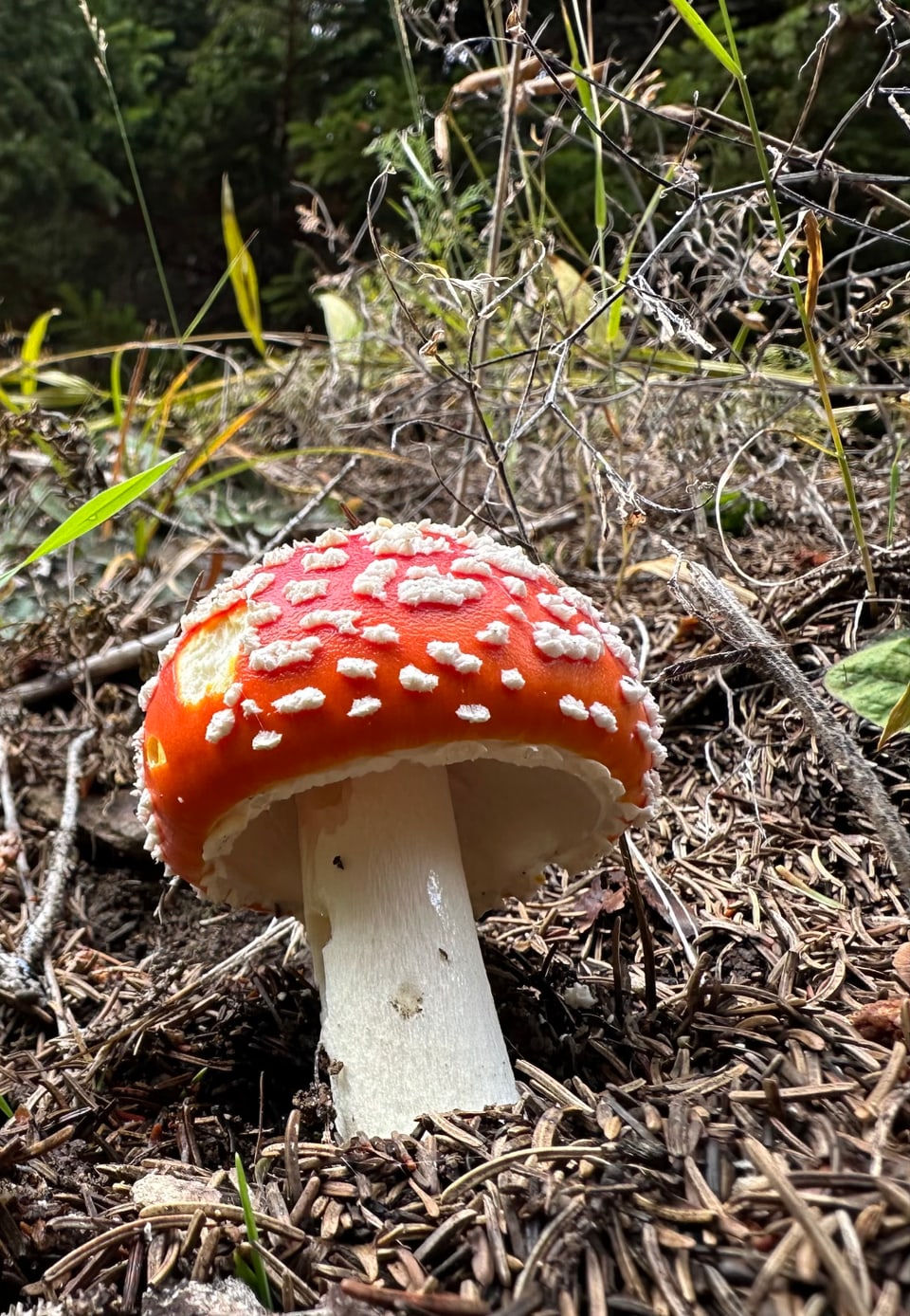 Fliegenpilz im Wald.