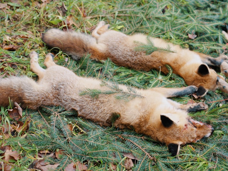 Es liegen zwei tote Füchse nebeneinander auf dem Waldboden