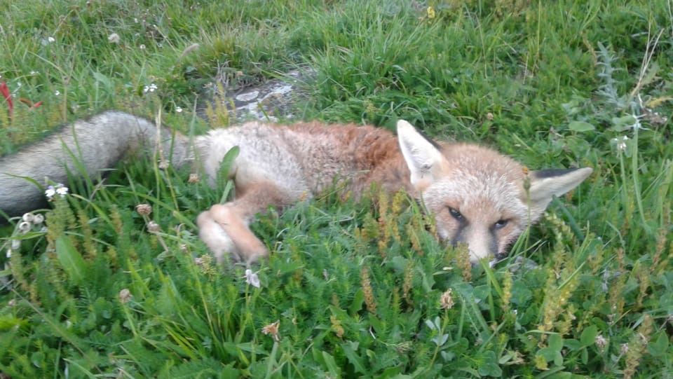 Purtret d'ina vulp en il pastg. 