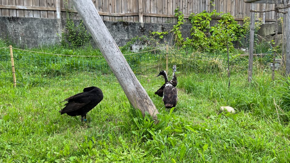 Drei Enten im einem Garten.