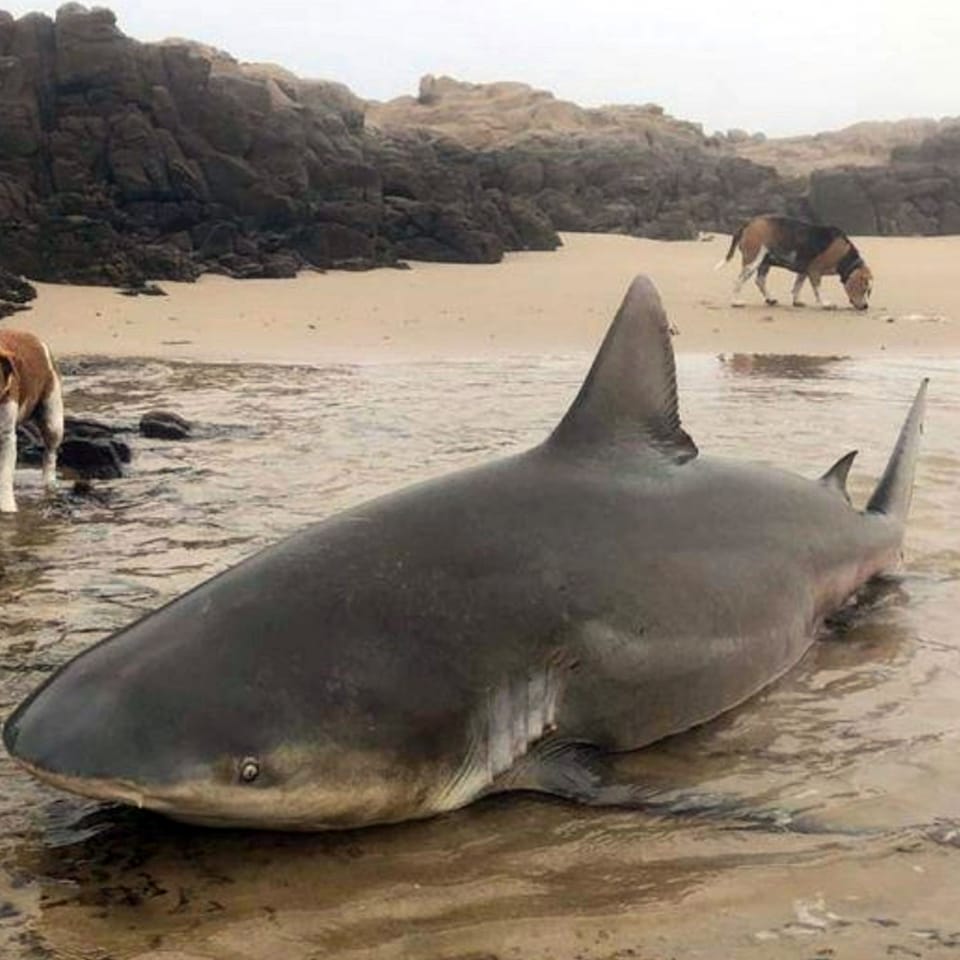 Toter Hai am Strand, daneben zwei Hunde