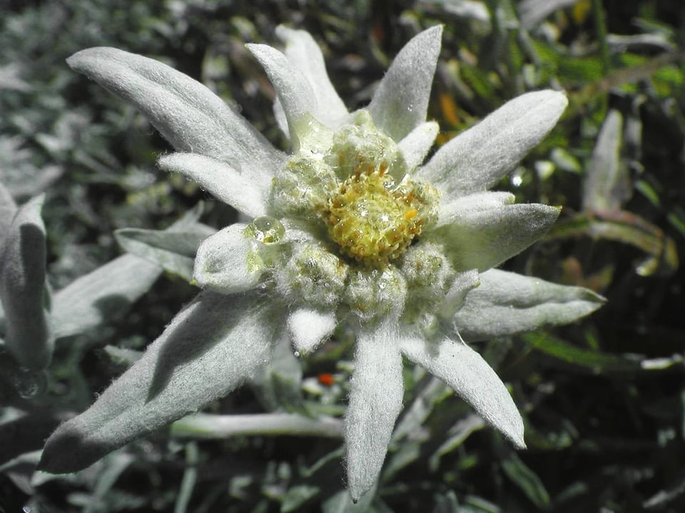 Nahaufnahme einer Edelweissblüte