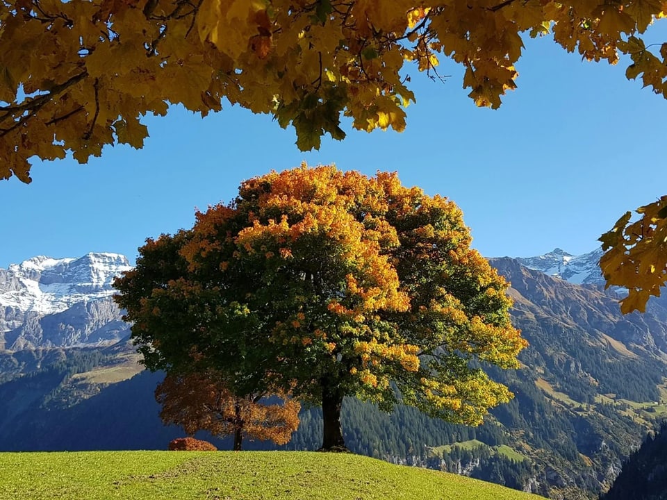 Baum mit farbigen Blättern auf einem Hügel