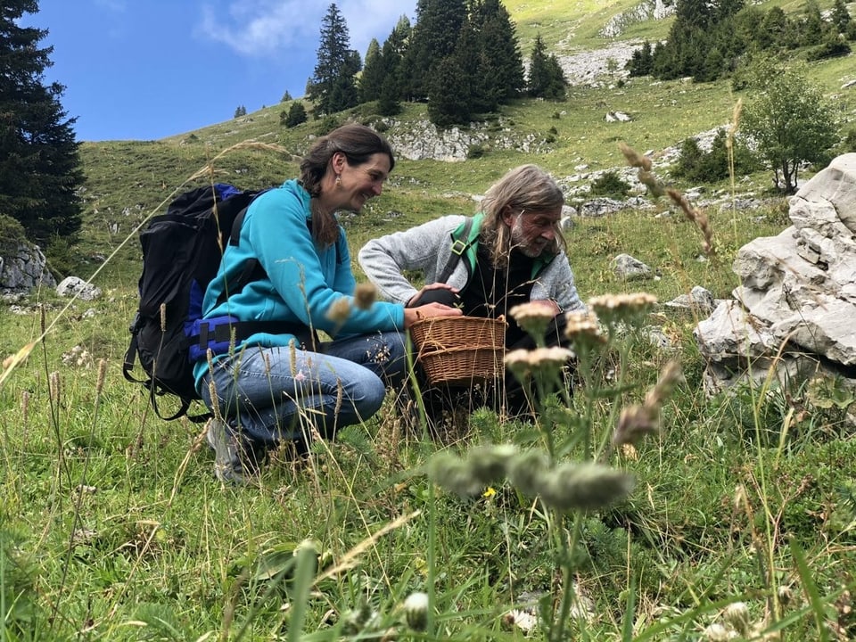 An den Hängen der Alp Morgeten ist Ralph Wicki mit der Kräuter- und Tee-Expertin Astrid Gyger unterwegs. Sie zeigt ihm, welche Pflanzen sich für einen Kräutertee eignen. 