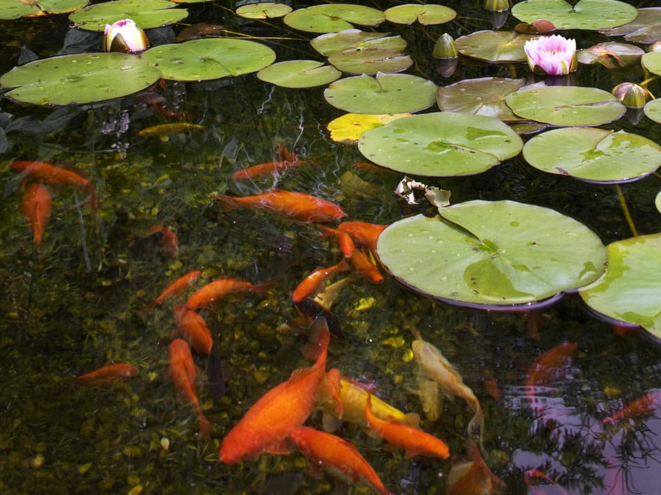 Ein Teich, darin Seerosenblätter und orange Goldfische. 