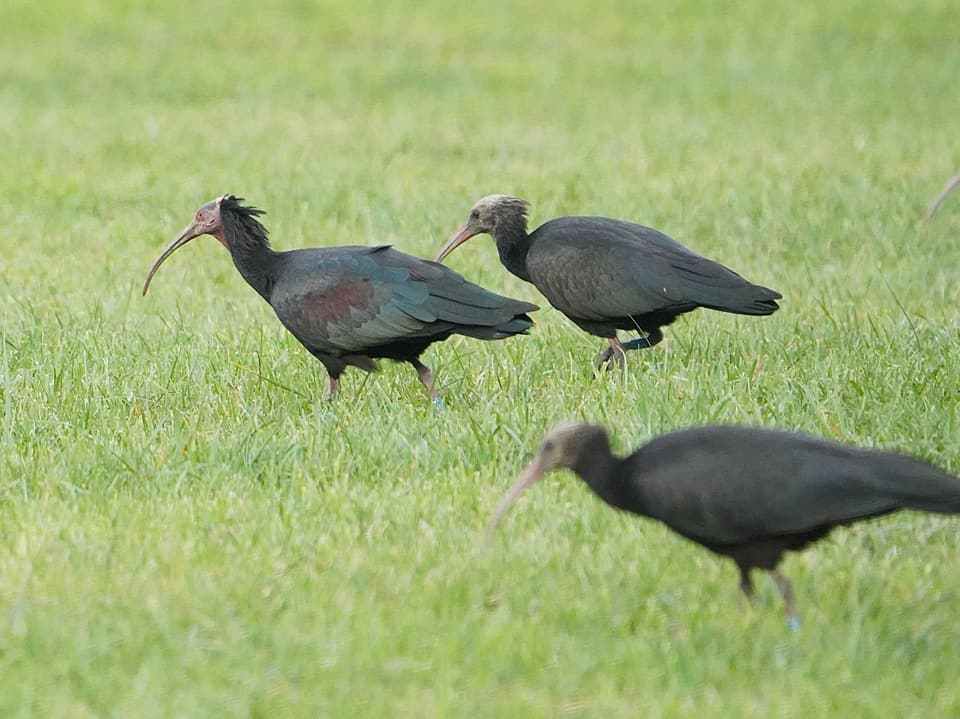 Drei Waldrappe auf einer Wiese