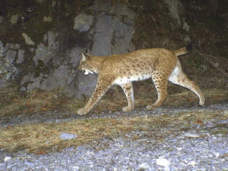 Luchs in Fotofalle