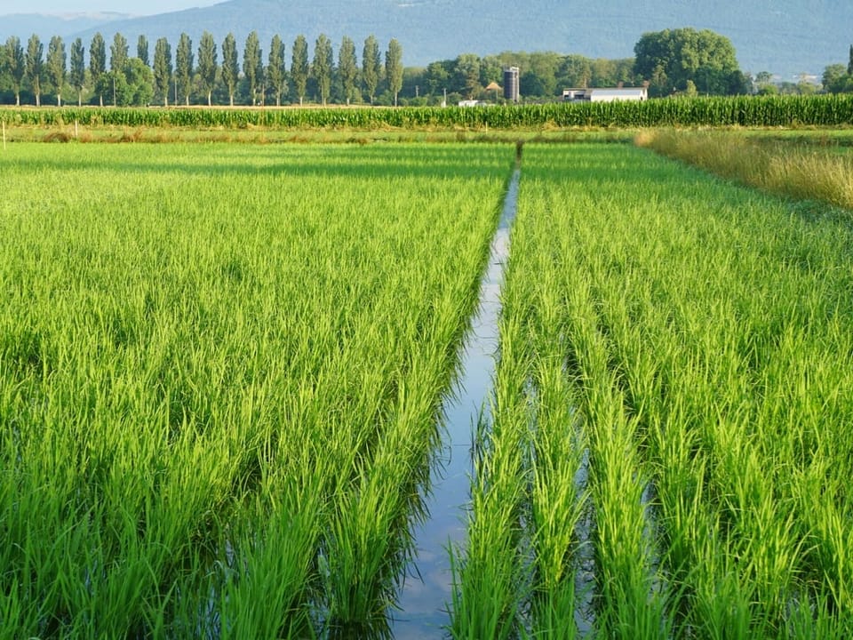 Reisfeld mit Wassergräben, Bäume im Hintergrund.