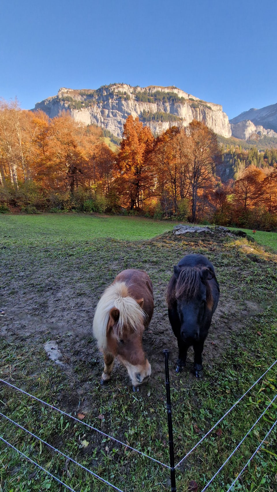 Zwei Ponys auf einer Weide mit herbstlichen Bäumen und Bergen im Hintergrund.