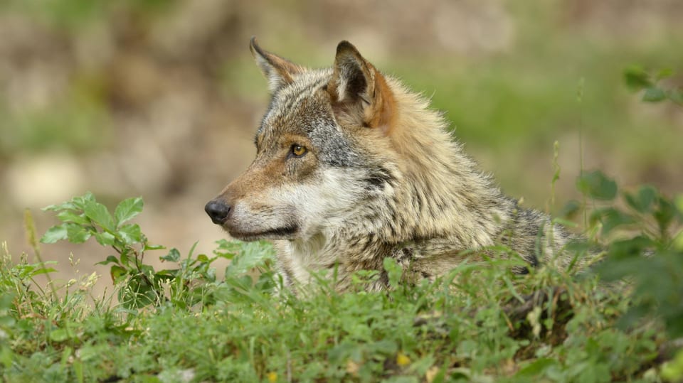 Wolf sitzt im Kanton Waadt.