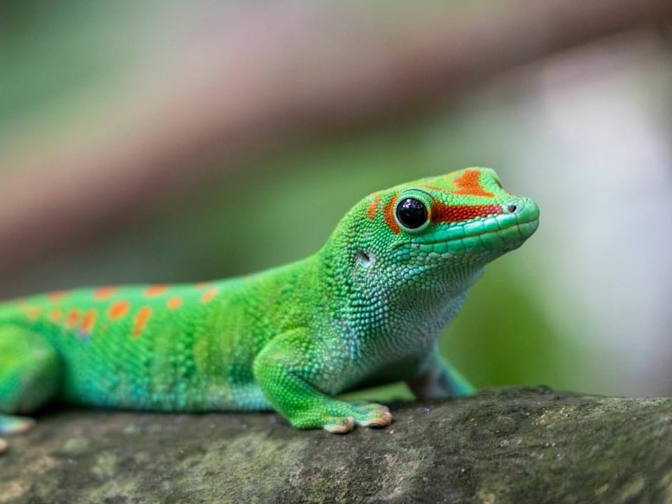 Nahaufnahme eines grünen Geckos auf einem Ast.