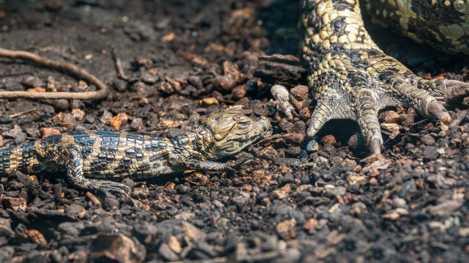 Krokodilbaby neben ausgewachsenem Kaiman.