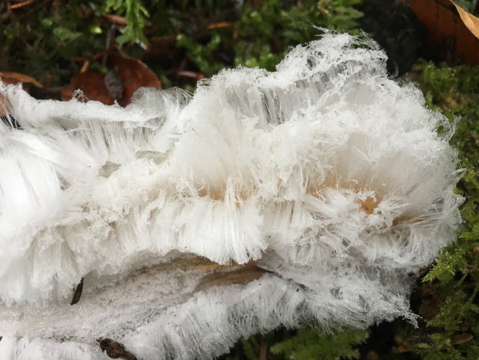 dünne Eisfäden, Haareis