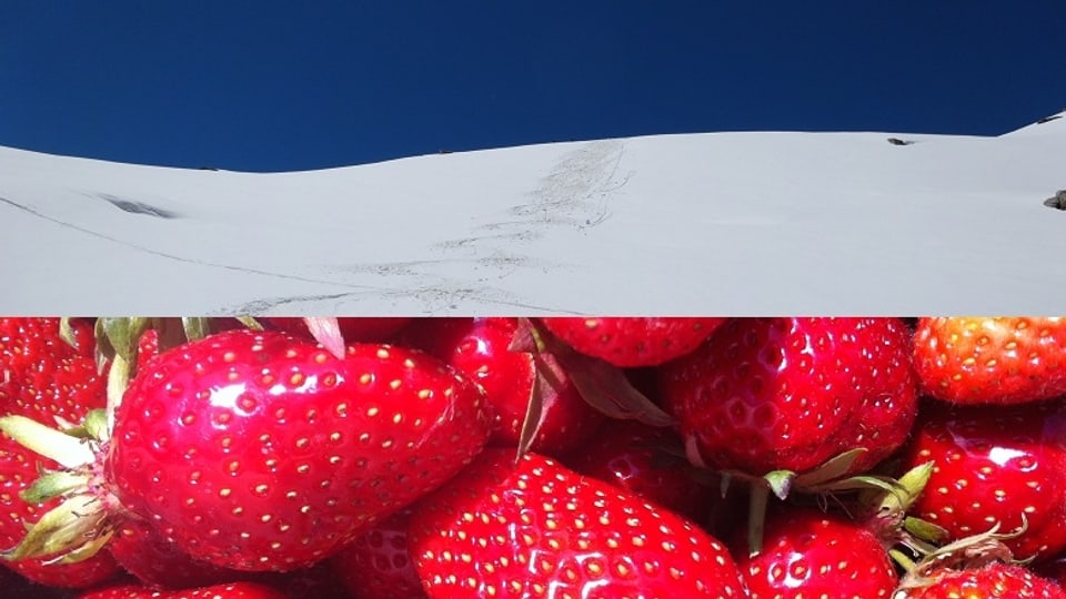 Schnee und Erdbeeren